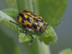 Pachybrachis sinuatus