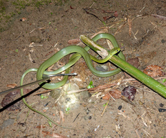 Boiga cyanea