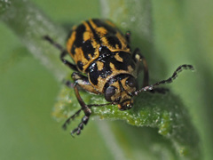 Pachybrachis sinuatus