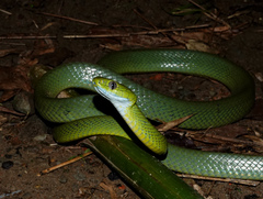 Boiga cyanea