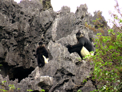 Trachypithecus delacouri