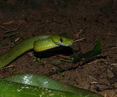 Boiga cyanea