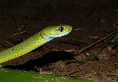 Boiga cyanea