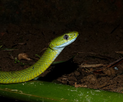 Boiga cyanea