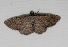 Chrysolarentia squamulata