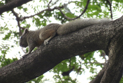 Callosciurus erythraeus