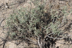 Zinnia acerosa