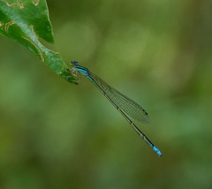 Aciagrion