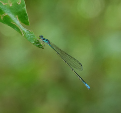 Aciagrion