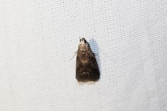 Acrobasis palliolella