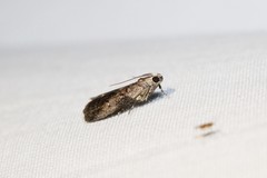 Acrobasis palliolella