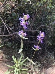 Penstemon euglaucus