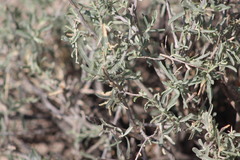 Zinnia acerosa