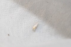 Phyllonorycter clemensella