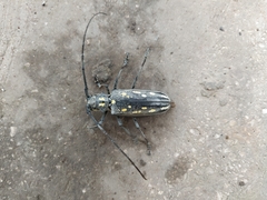 Batocera