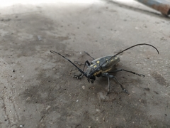Batocera
