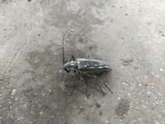 Batocera