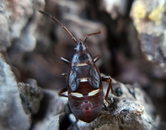 Gastrodes