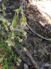 Silene lemmonii