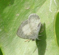 Spalgis lemolea lemolea