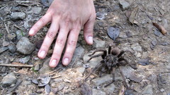 Euathlus truculentus