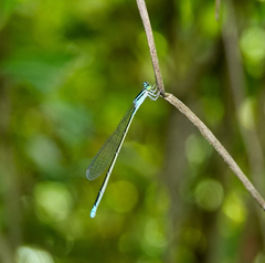 Aciagrion
