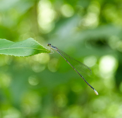Aciagrion