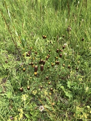 Trifolium spadiceum