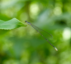 Aciagrion