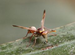 Polistes badius
