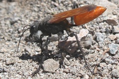Palmodes praestans