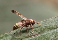 Polistes badius