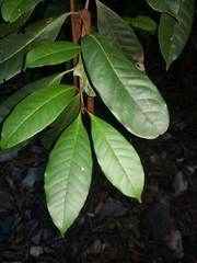 Quintinia verdonii