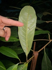 Quintinia verdonii