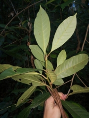 Quintinia verdonii
