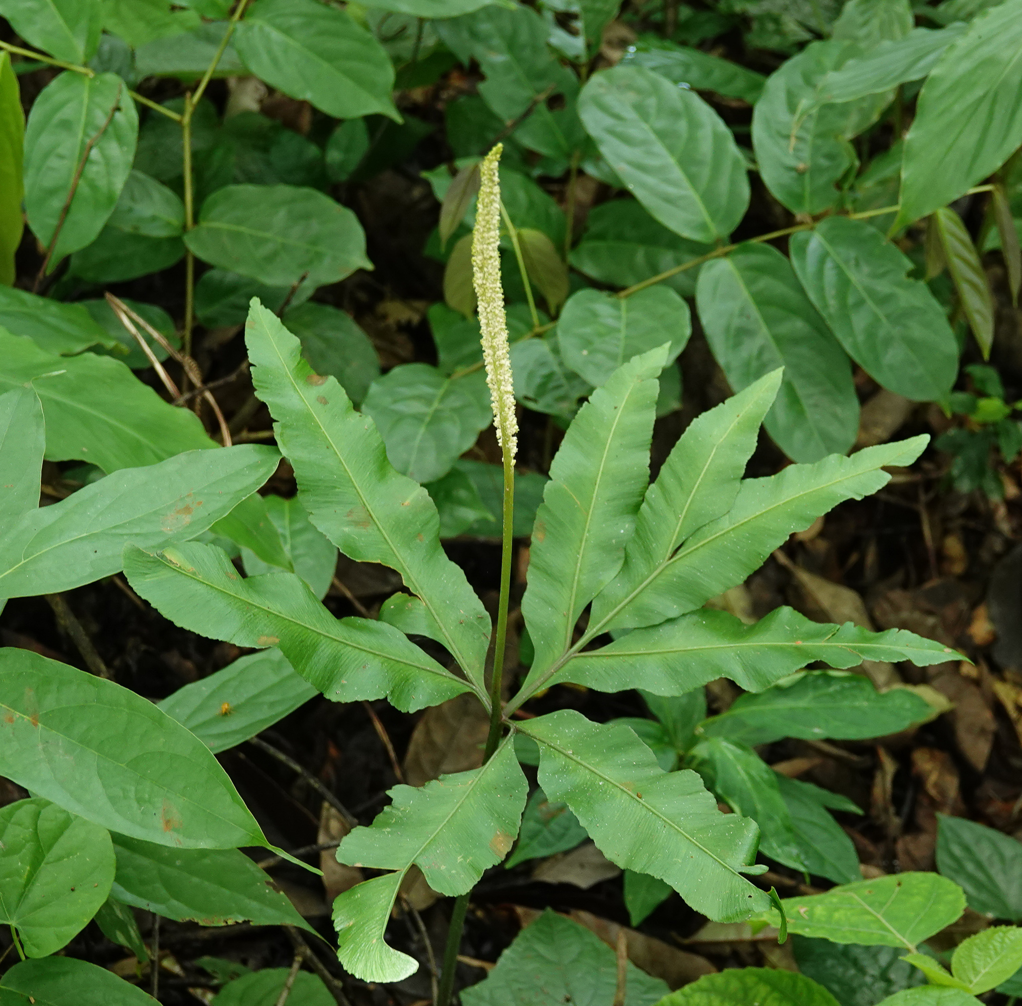 Helminthostachys zeylanica