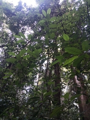 Quintinia verdonii