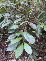 Quintinia verdonii