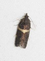 Dichelia