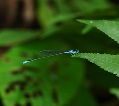 Aciagrion hisopa