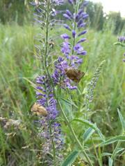 Cryptocala chardinyi