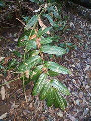 Ripogonum discolor