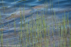 Equisetum fluviatile