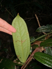 Ripogonum discolor