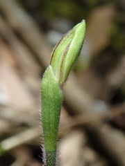 Caladenia cleistantha