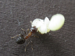 Crematogaster matsumurai