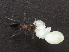 Crematogaster matsumurai