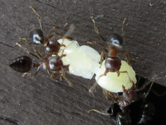 Crematogaster matsumurai