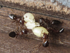 Crematogaster matsumurai