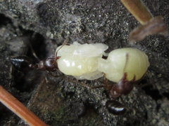 Crematogaster matsumurai